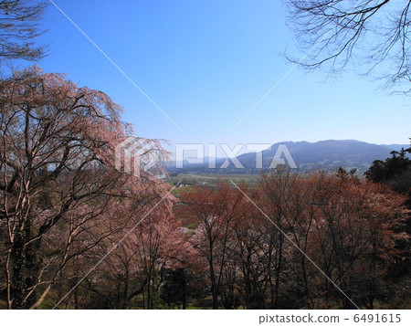 Cherry blossom view from Chusonji temple entrance Cherry blossom view from Chusonji temple entrance 6491615