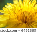  Dandelion 6491665