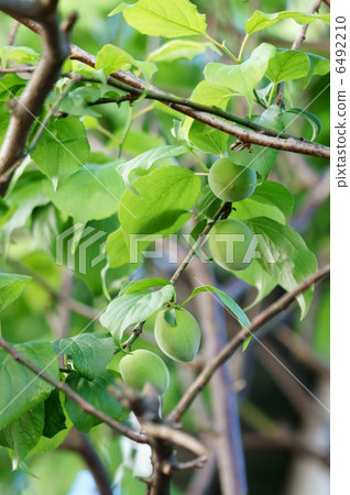 Big fruit Bungo plum 6492210