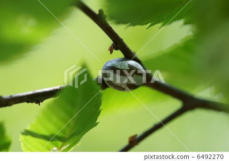 It is like a cocoon bird egg of a piercing Irraga. 6492270