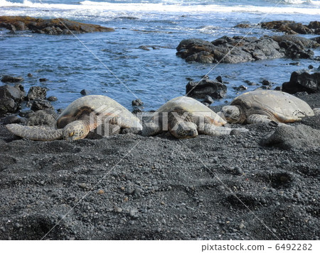Hawaii Island Sea Turtle Hawaii Island Sea Turtle 6492282