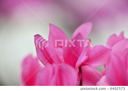 Cyclamen 6492573