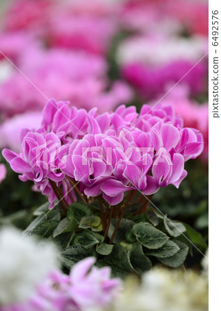 Cyclamen 6492576