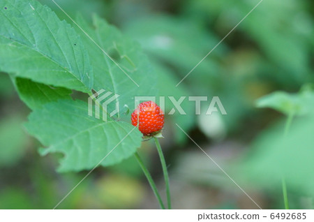 它是草草莓別名米草莓（Togetachigo）。 6492685