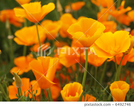 Poppy 6492746