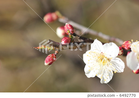 冬至梅花02 冬至梅花02 6492770