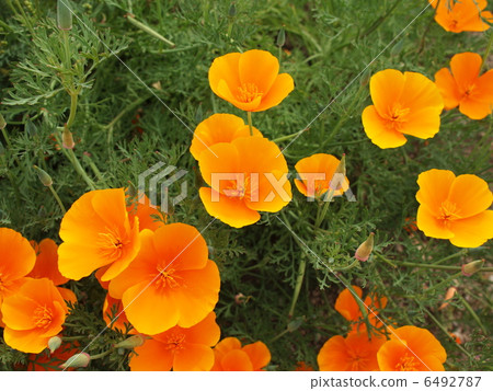 罌粟 罌粟 6492787