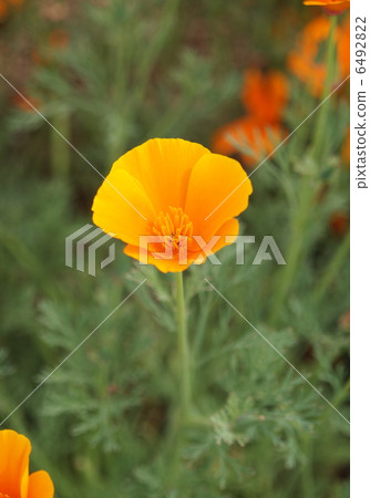 罌粟 6492822