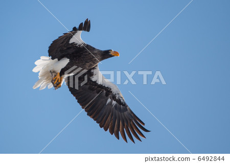 Steller's sea eagle 3 6492844