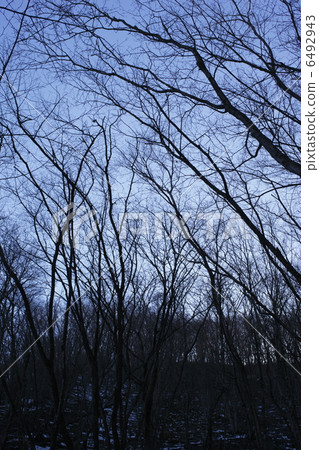 Dead tree 6492943