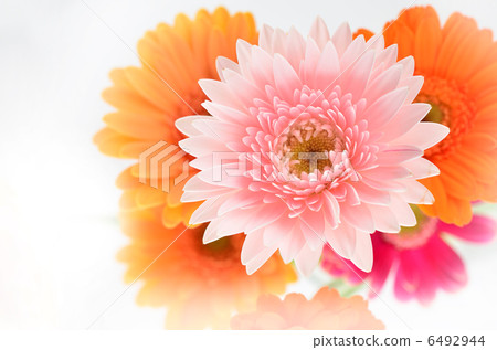 Gerbera 6492944