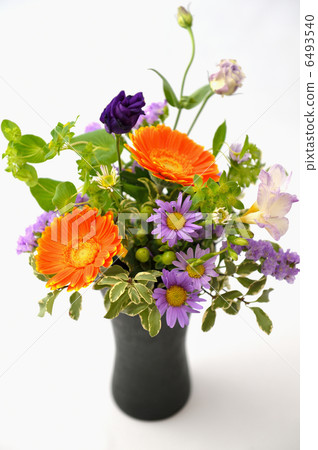 fresh flowers, flower, white background 6493540