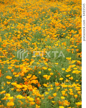 罌粟花園 6493545