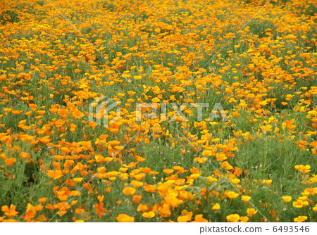 Poppy flower garden 6493546