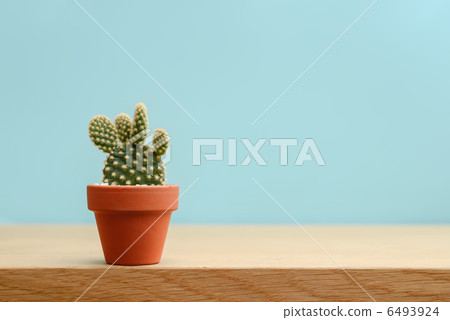 Cactus Cactus 6493924