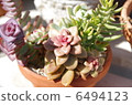 多汁植物 6494123
