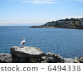 Seagull Vancouver Island Victoria 6494338