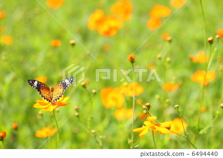 Tsunami claw stools in the flower garden of Kibanakosmos 6494440