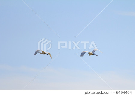 Two shirasagi that fly along the blue sky 6494464