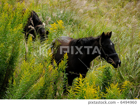 馬在高原上市 馬在高原上市 6494960