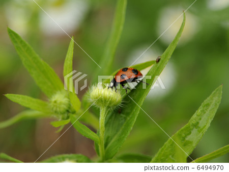 Lepidoptera and insect Lepidoptera and insect 6494970