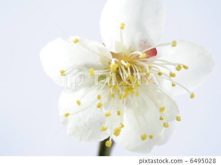 Plum blossom  6495028