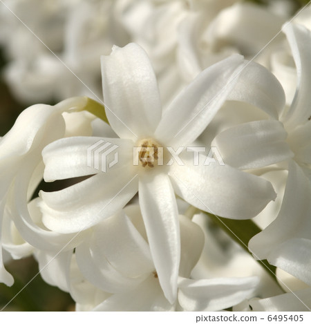 Hyacinth Hyacinth 6495405