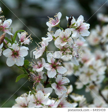 Apple Apple俱樂部 Apple Apple俱樂部 6495439