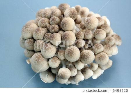 Beech Shimeji 6495520