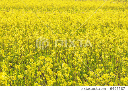 盛開的油菜花〉 6495587