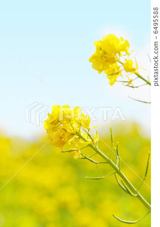 Rape flowers in full bloom and blue sky 6495588