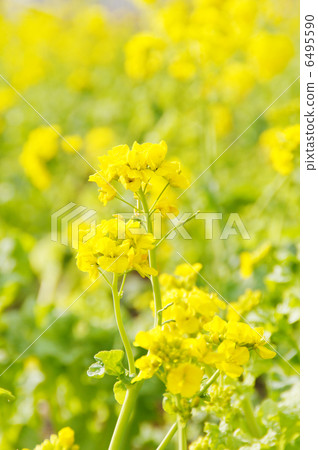 盛開的油菜花〉 6495590