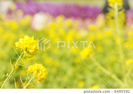 盛開的油菜花〉 6495592