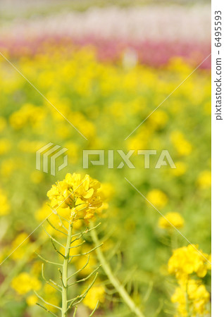 Canola flowers in full bloom Canola flowers in full bloom 6495593