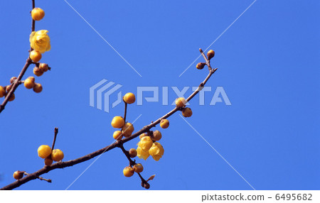 Sosin Ryubai Sosin Ryubai 6495682