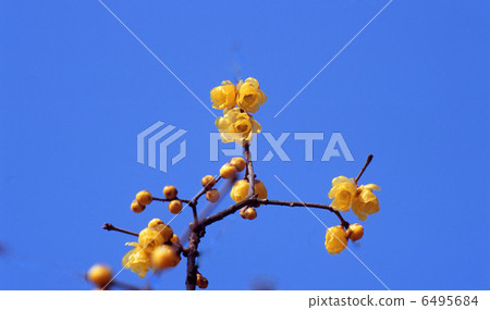 Sosin Ryubai Sosin Ryubai 6495684