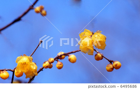 Sosin Ryubai Sosin Ryubai 6495686
