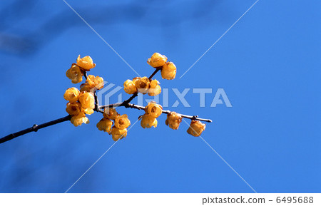 Sosin Ryubai Sosin Ryubai 6495688