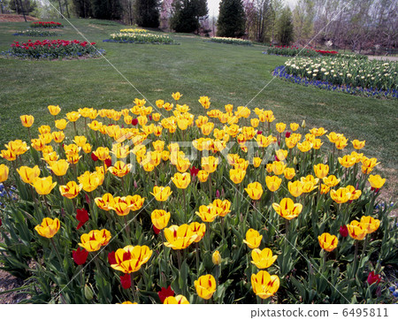 The tulip garden The tulip garden 6495811
