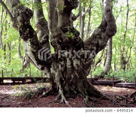 Agarico the Great 6495814