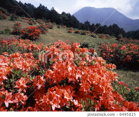 Yu no Mori Highland Range azalea 6495815