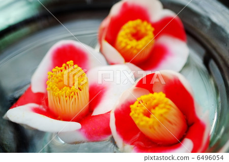 Camellia 6496054