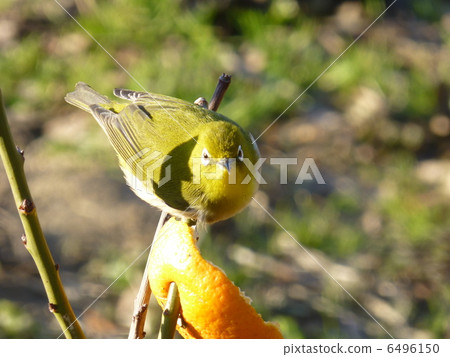 White-eye 6496150