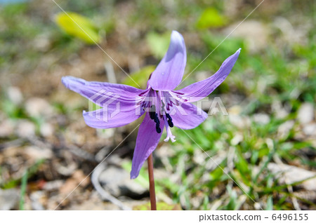 Katakuri flowers 6496155