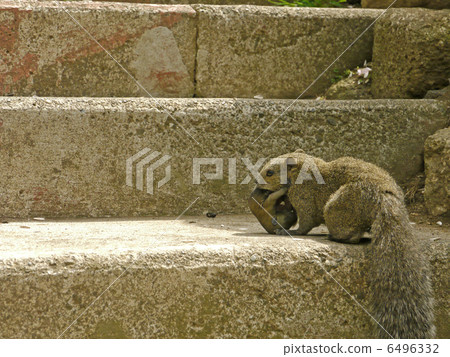 町田Risuen花園 6496332