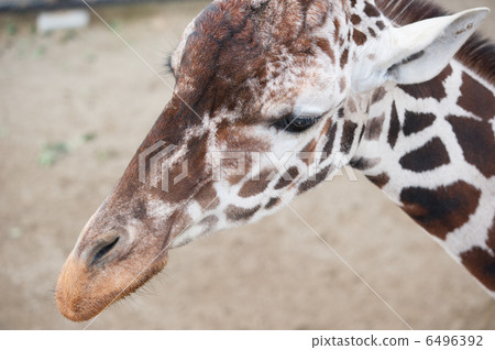 Reticulated giraffe 6496392