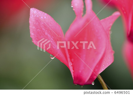 Cyclamen 6496501