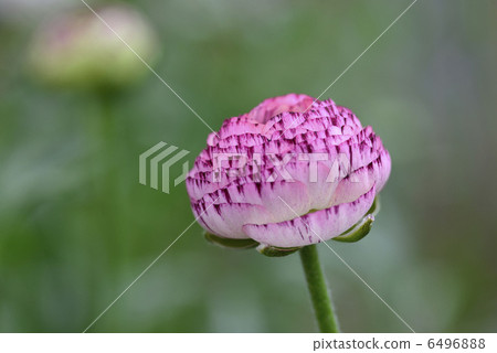 Ranunculus (White Picoti) 6496888