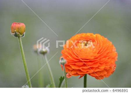 Ranunculus (Orange) 6496891