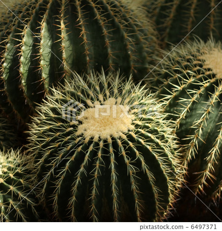 Cactus 6497371